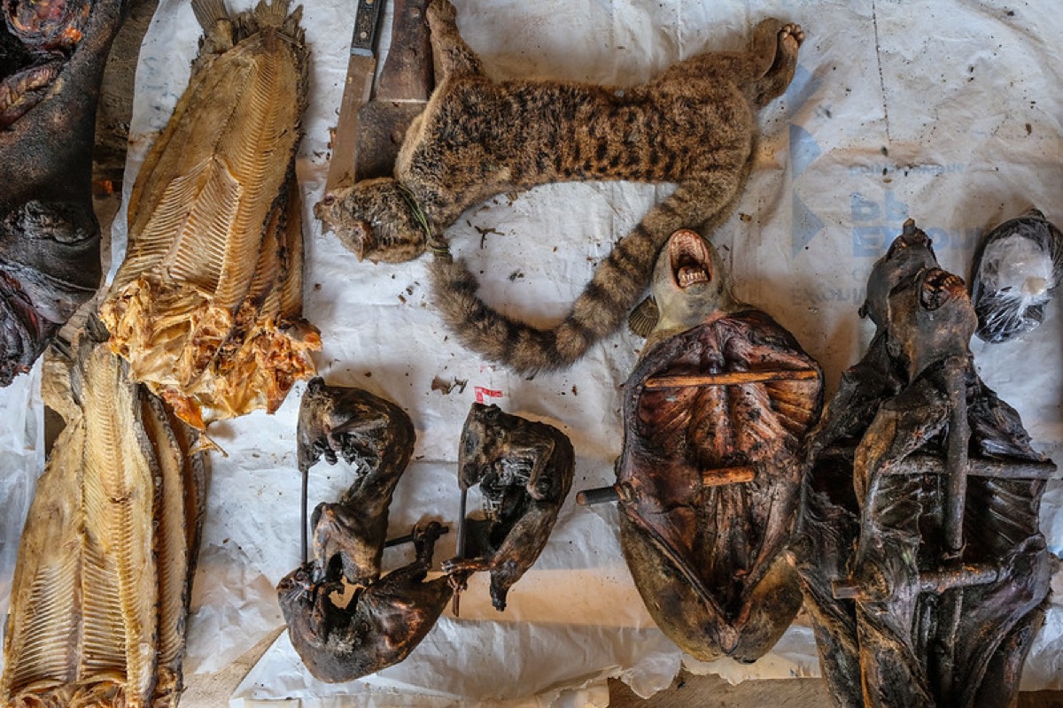 Smoked bushmeat laid out for sale at a weekly market in Yangambi, DRC.